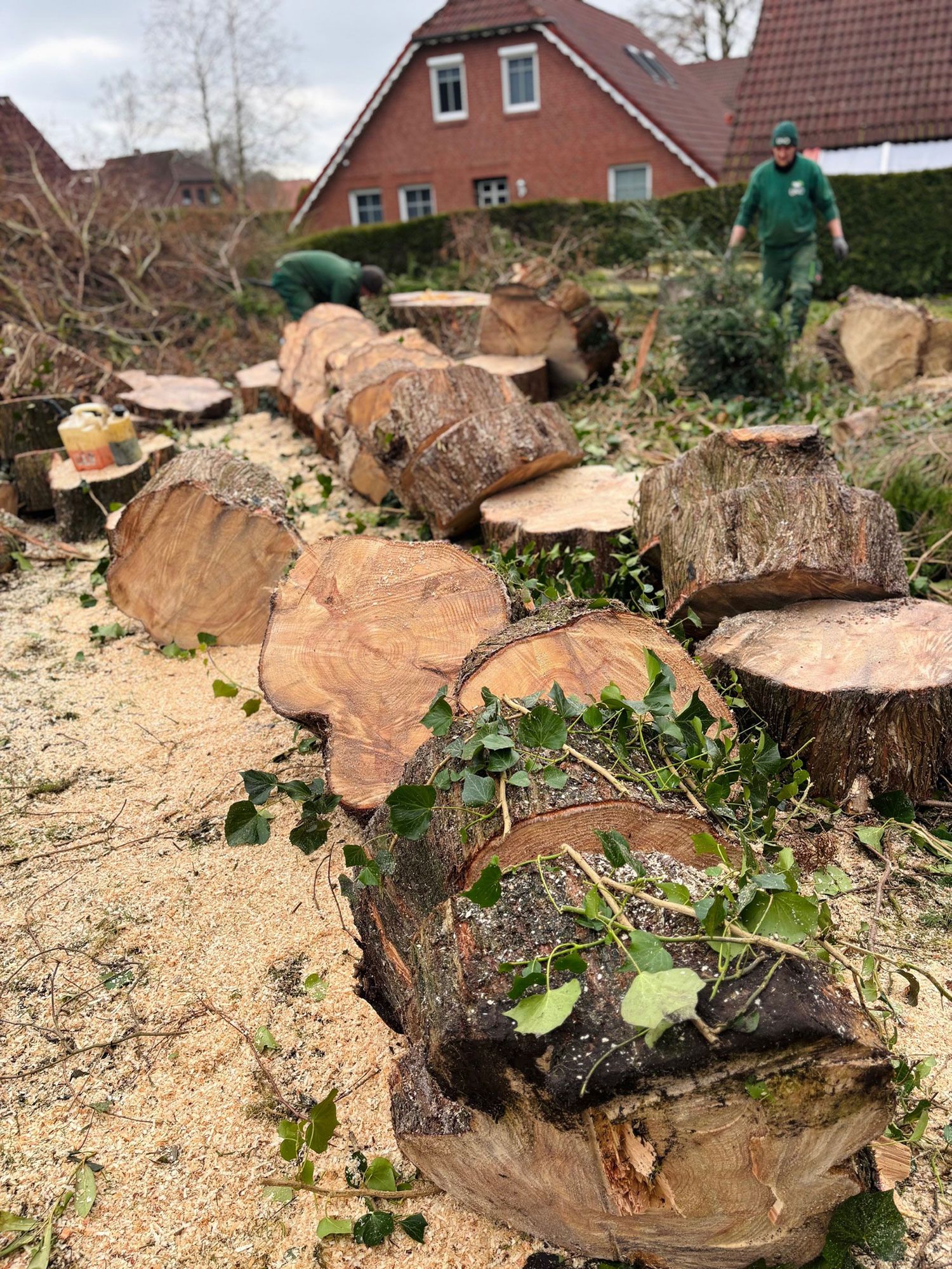 Mehrere gefällte Bäume