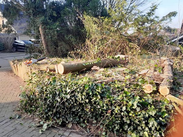 Gefällte Bäume aufgereiht mit einer Säge daneben