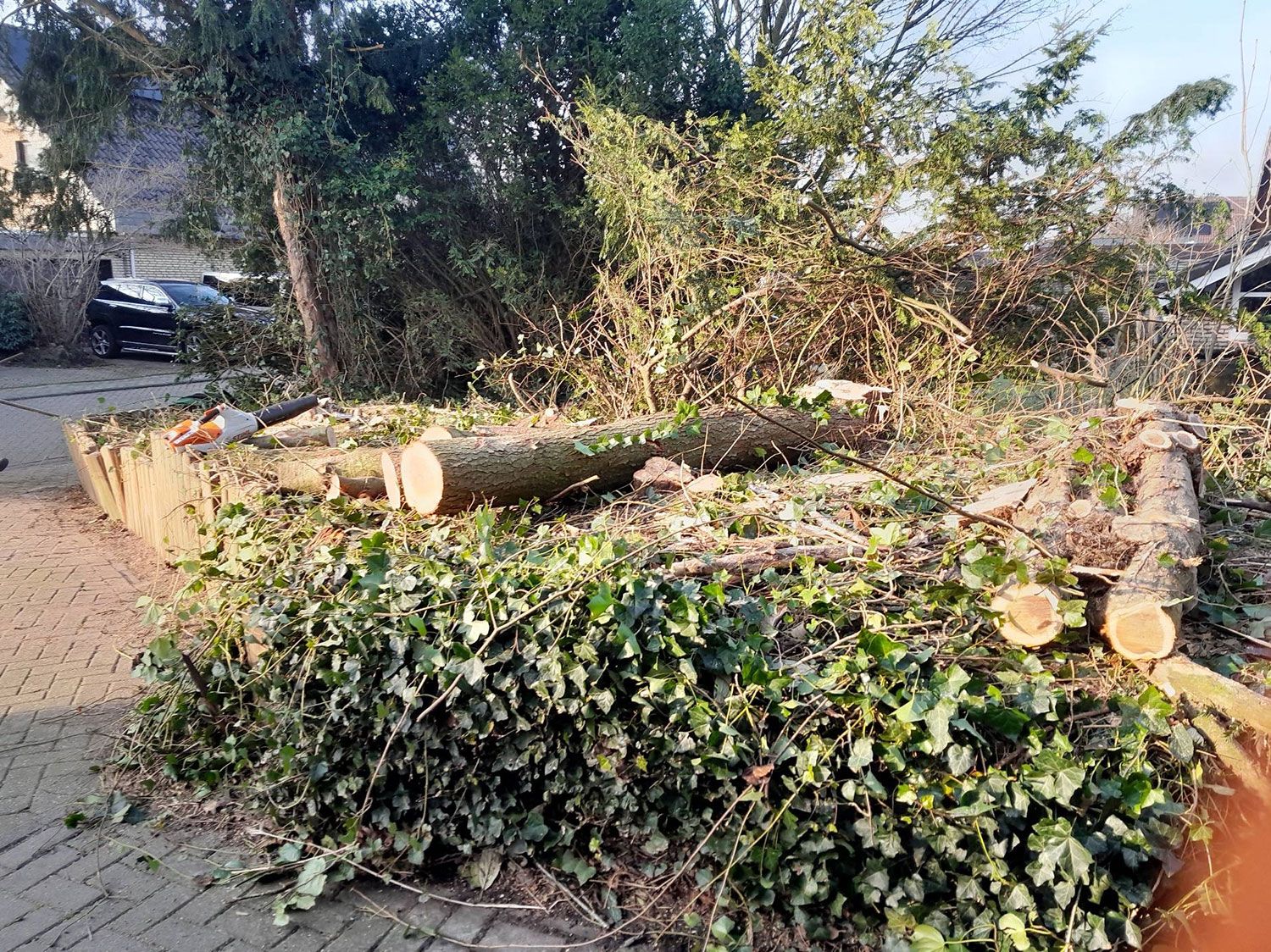 Abgetrennte Bäume aufgereiht mit einer Säge