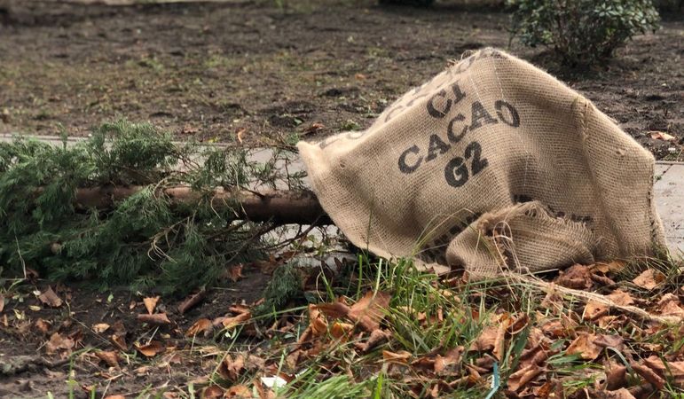 Ein gefällter Baum in einem Sack