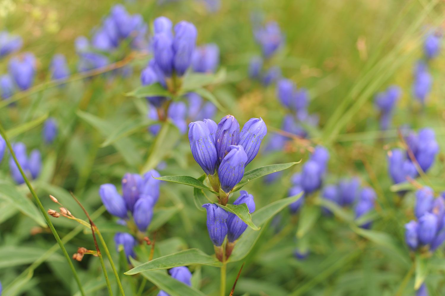 Mehrere Blumen mit violetten Blüten