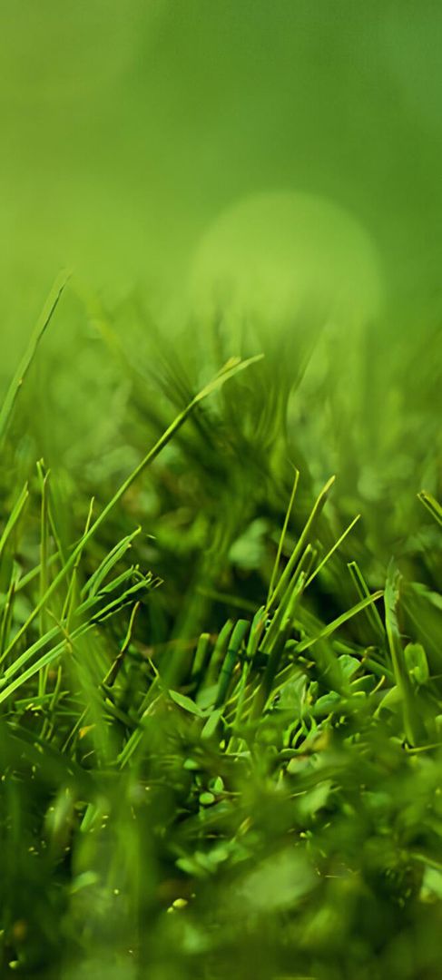 Nahaufnahme eines Rasens